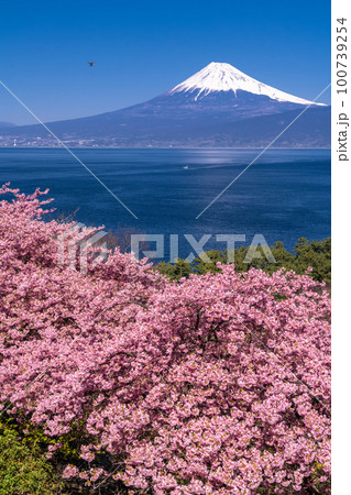 《静岡県》富士山と河津桜・沼津市井田 《静岡県》富士山と河津桜・沼津市井田 100739254