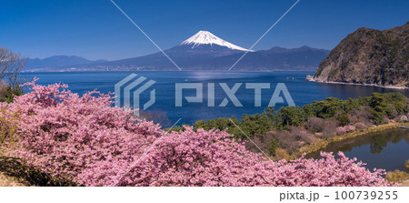 《静岡県》富士山と河津桜・沼津市井田 《静岡県》富士山と河津桜・沼津市井田 100739255