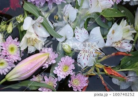 水辺に浮かぶ花々 水辺に浮かぶ花々 100740252