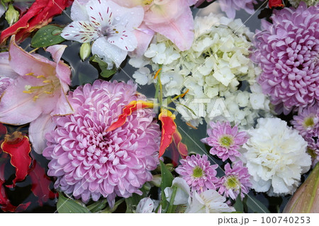 水辺に浮かぶ花々 水辺に浮かぶ花々 100740253