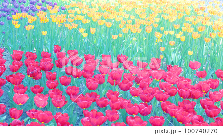 チューリップ畑 チューリップ畑 100740270