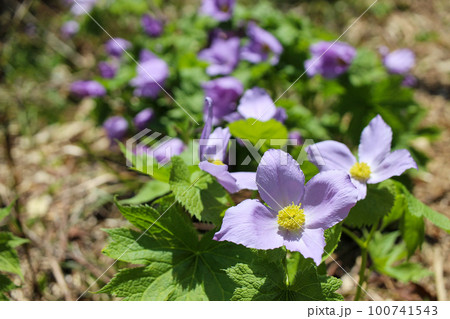 信州の山に咲くシラネアオイの花 信州の山に咲くシラネアオイの花 100741543