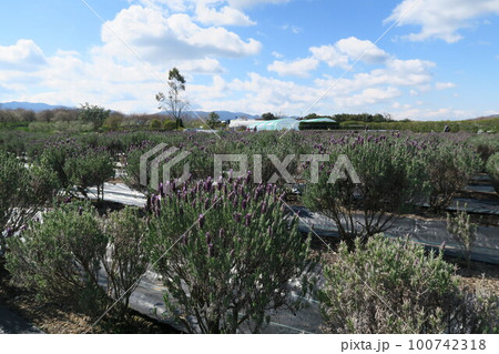 和泉リサイクル環境公園 和泉リサイクル環境公園 100742318
