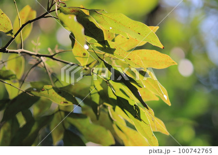the Green plant leaf background, the nature concept 100742765