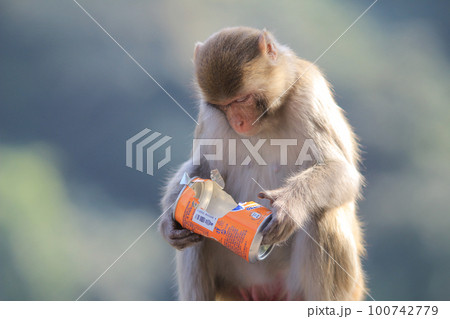 Wild monkey in Kam Shan Country Park, Kowloon, Hong Kong Wild monkey in Kam Shan Country Park, Kowloon, Hong Kong 100742779