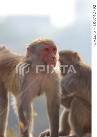 Wild monkey in Kam Shan Country Park, Kowloon, Hong Kong Wild monkey in Kam Shan Country Park, Kowloon, Hong Kong 100742792