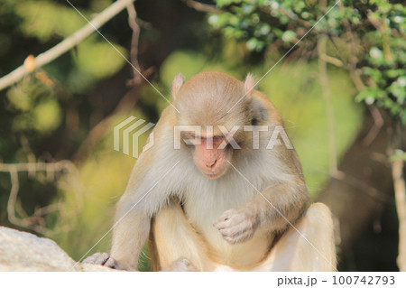 Wild monkey in Kam Shan Country Park, Kowloon, Hong Kong 100742793
