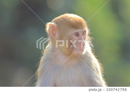 Wild monkey in Kam Shan Country Park, Kowloon, Hong Kong 100742798