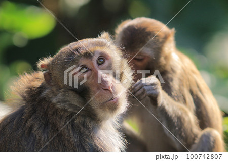 Wild monkey in Kam Shan Country Park, Kowloon, Hong Kong Wild monkey in Kam Shan Country Park, Kowloon, Hong Kong 100742807