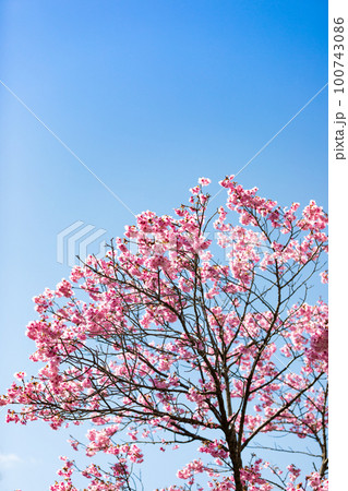 東京都八王子市 長池公園のピンク色の桜並木道 東京都八王子市 長池公園のピンク色の桜並木道 100743086