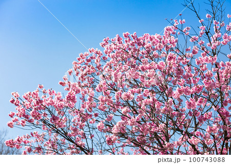 東京都八王子市　長池公園のピンク色の桜並木道 100743088