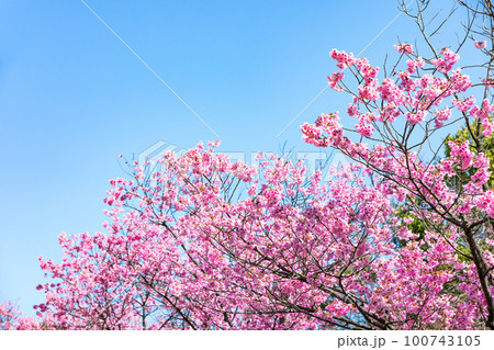 東京都八王子市 長池公園のピンク色の桜並木道 東京都八王子市 長池公園のピンク色の桜並木道 100743105