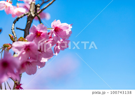 東京都八王子市 長池公園のピンク色の桜並木道 東京都八王子市 長池公園のピンク色の桜並木道 100743138