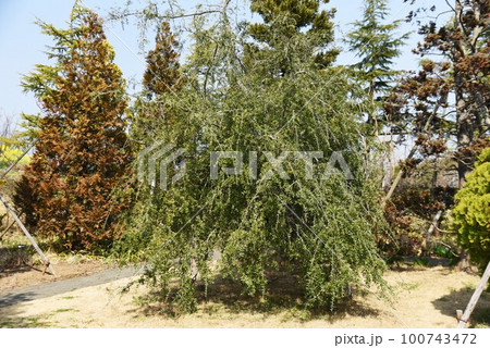 しだれヤポンの木 しだれヤポンの木 100743472