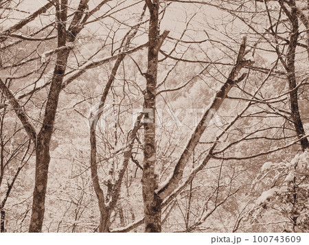 雪景色(冬の木立) 雪景色(冬の木立) 100743609