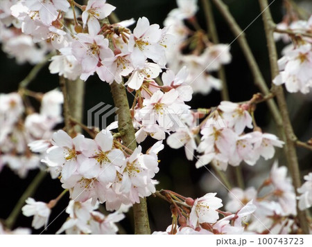 長光寺のしだれ桜 100743723