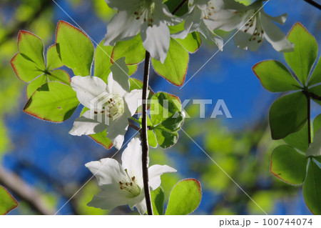 群馬県赤城山に咲くシロヤシオの花 100744074