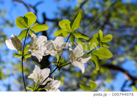 群馬県赤城山に咲くシロヤシオの花 群馬県赤城山に咲くシロヤシオの花 100744078
