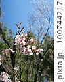蜻蛉池公園 100744217