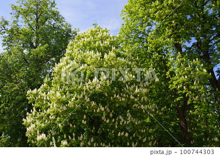 ラトビア ルンダーレ宮殿 庭園のマロニエの木 100744303