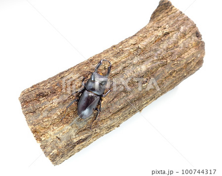コクワガタ　クワガタムシ　夏休み　子供 100744317