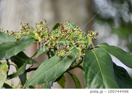 アオキ アオキ 100744496