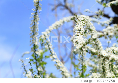 白い花が枝一面に咲くユキヤナギ 100744750