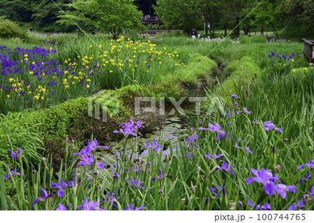 泉の森公園の菖蒲田 泉の森公園の菖蒲田 100744765