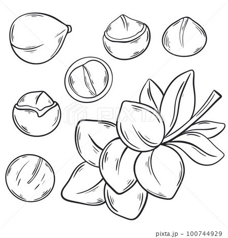Macadamia ink sketch set Macadamia ink sketch set 100744929