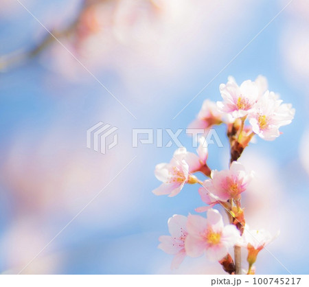 可愛いサクラ(* ´  ` *)ᐝ 100745217