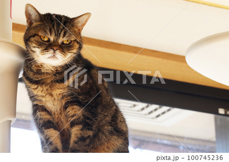 キャットタワー上でニャルソック監視する猫アメリカンショートヘアブラウンタビー キャットタワー上でニャルソック監視する猫アメリカンショートヘアブラウンタビー 100745236