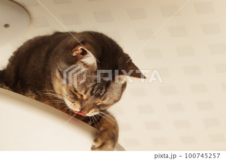 見下ろして舌をチロリと見せる猫アメリカンショートヘアブルータビー 100745257