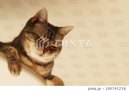 冷めた目で見る猫アメリカンショートヘアブルータビー 100745258