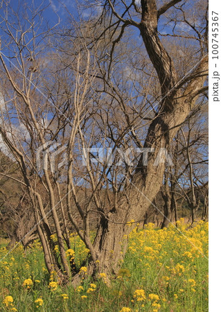 高知県　入田ヤナギ林の菜の花畑 100745367
