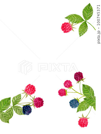 手描き色鉛筆画のラズベリー縦型フレーム 100745371