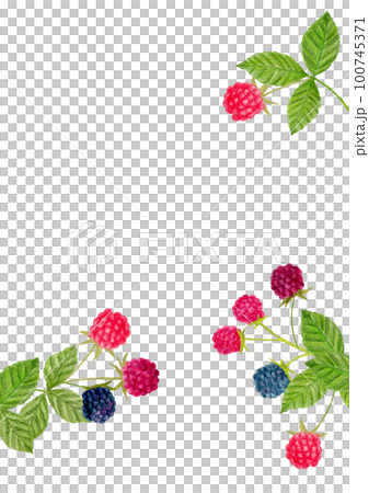 手描き色鉛筆画のラズベリー縦型フレーム 100745371