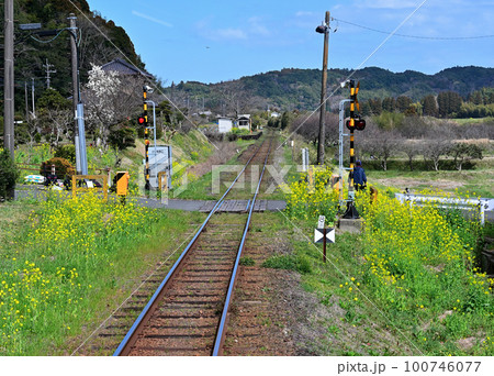 菜の花沿線 いすみ鉄道 菜の花沿線 いすみ鉄道 100746077