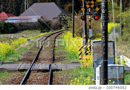 菜の花沿線 いすみ鉄道 菜の花沿線 いすみ鉄道 100746082