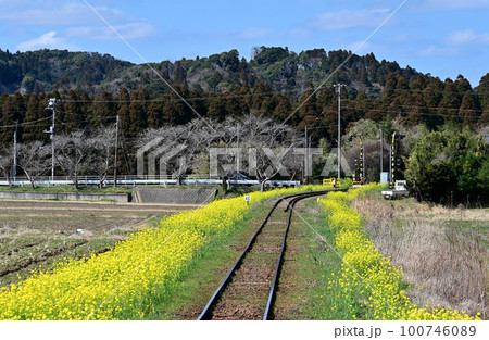 菜の花沿線 いすみ鉄道 菜の花沿線 いすみ鉄道 100746089