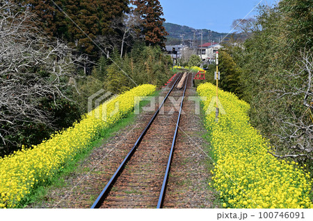菜の花沿線　いすみ鉄道 100746091