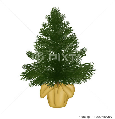 Pine tree in the pot winter design element for pattern, decoration, planner sticker, sublimation. Pine tree in the pot winter design element for pattern, decoration, planner sticker, sublimation. 100746505