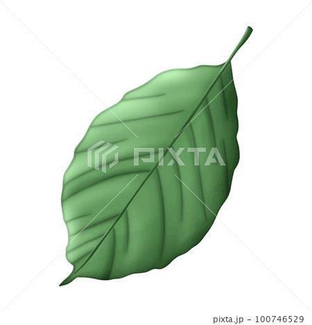 Winter Tropical Green Leaf clipart design element isolated on white background. 100746529