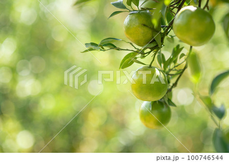 Fresh oranges are hung from trees at an orange orchard with with Bokeh background 100746544