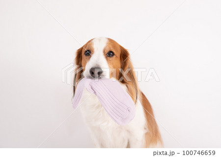 飼い主の靴下をイタズラしてくわえているコーイケルホンディエ 100746659