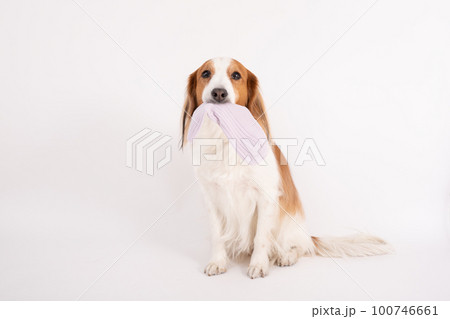 飼い主の靴下をイタズラしてくわえているコーイケルホンディエ 100746661