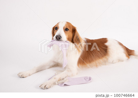 飼い主の靴下をイタズラしてくわえているコーイケルホンディエ 100746664