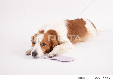 飼い主の靴下をイタズラして反省中のコーイケルホンディエ 100746685