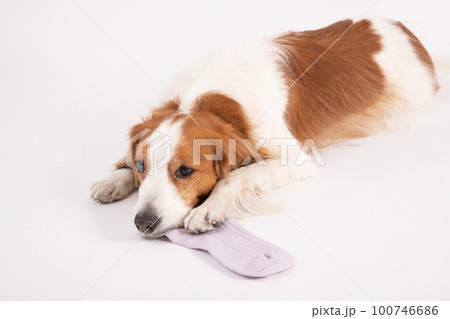 飼い主の靴下をイタズラして反省中のコーイケルホンディエ 100746686