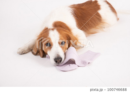 飼い主の靴下をイタズラして反省中のコーイケルホンディエ 100746688