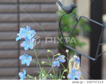 可憐に咲く花 100747314